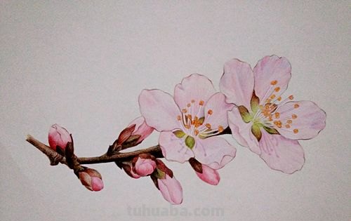 彩铅古风桃花树怎么画 只用紫色、绿色、蓝色彩笔不用其他东西画一幅桃花树?