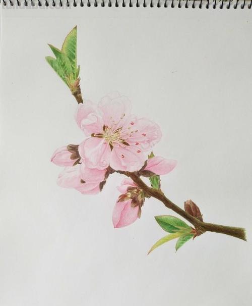 彩铅古风桃花树怎么画 只用紫色、绿色、蓝色彩笔不用其他东西画一幅桃花树?