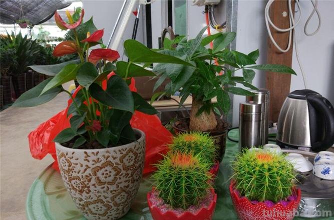 连仙人球都能水培，更何况这六十种常见花卉盆栽！