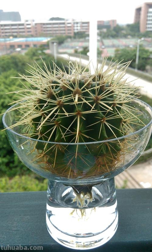连仙人球都能水培，更何况这六十种常见花卉盆栽！