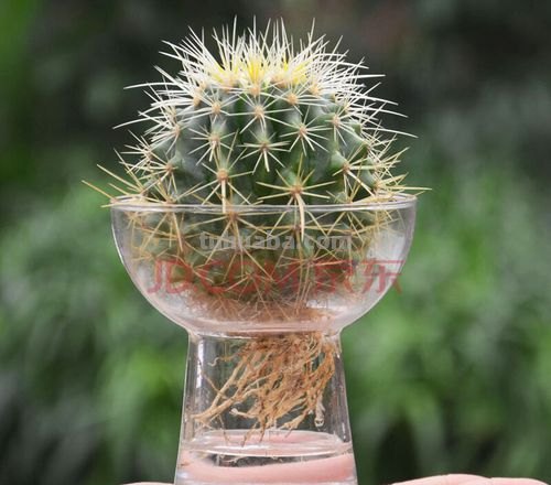 连仙人球都能水培，更何况这六十种常见花卉盆栽！