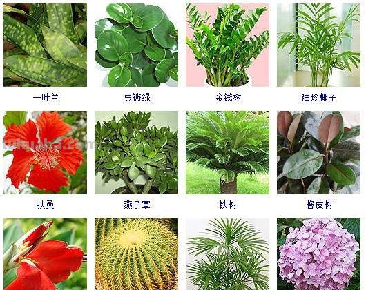 连仙人球都能水培，更何况这六十种常见花卉盆栽！