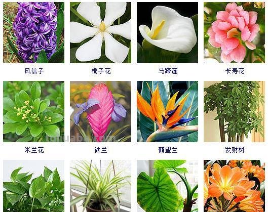 连仙人球都能水培，更何况这六十种常见花卉盆栽！
