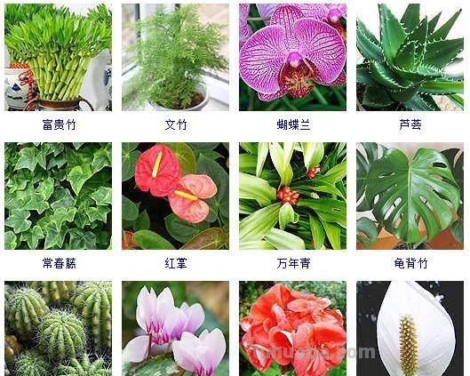 连仙人球都能水培，更何况这六十种常见花卉盆栽！
