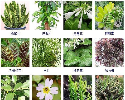 连仙人球都能水培，更何况这六十种常见花卉盆栽！