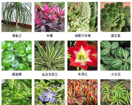 连仙人球都能水培，更何况这六十种常见花卉盆栽！