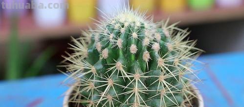 盆栽仙人掌的方法与注意事项