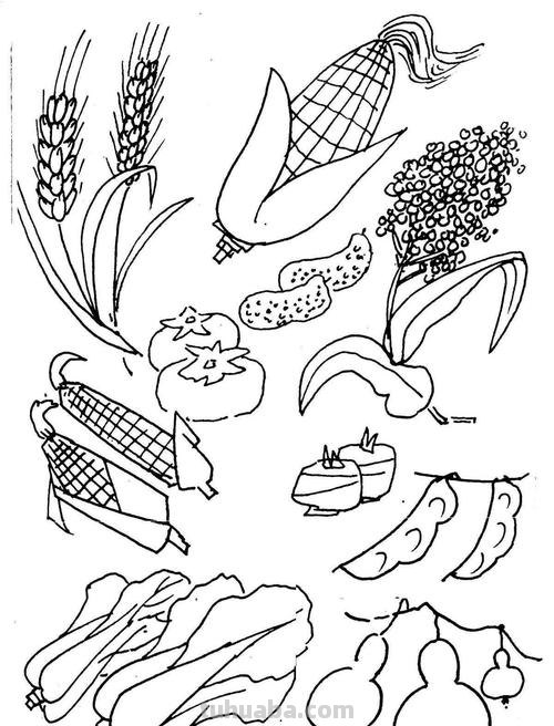 植物、花草、树叶、水果、蔬菜简笔画大全、喜欢画画的宝贝收藏