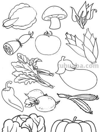 植物、花草、树叶、水果、蔬菜简笔画大全、喜欢画画的宝贝收藏