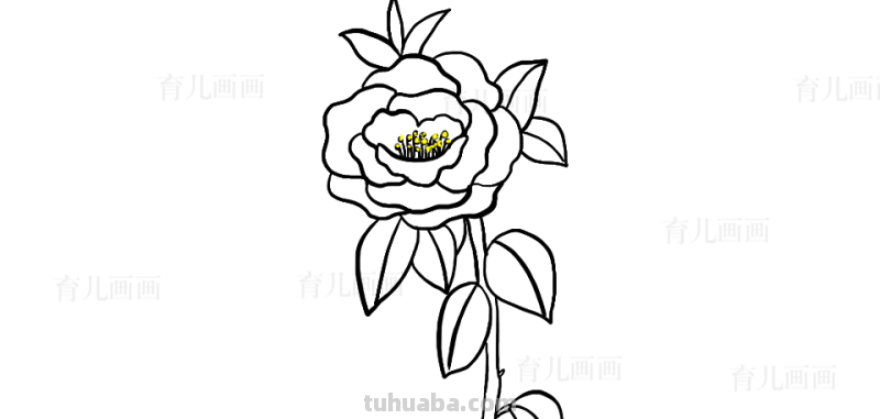 植物、花草、树叶、水果、蔬菜简笔画大全、喜欢画画的宝贝收藏