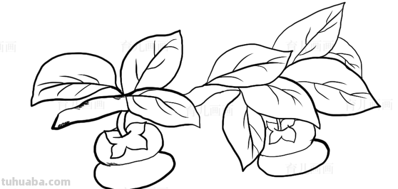 植物、花草、树叶、水果、蔬菜简笔画大全、喜欢画画的宝贝收藏