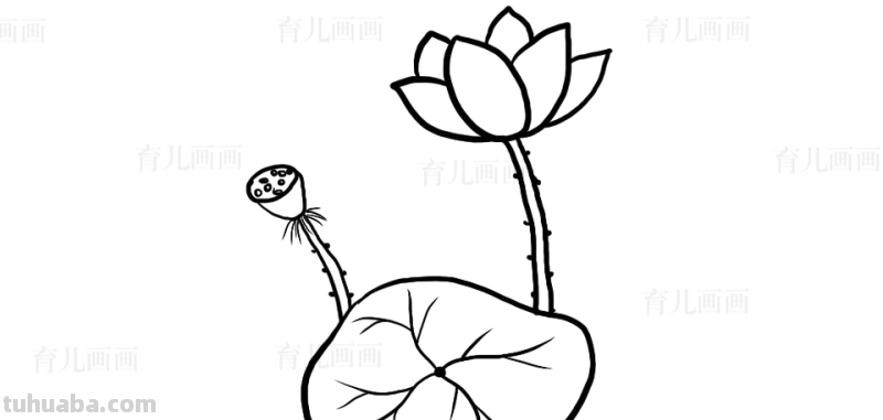 植物、花草、树叶、水果、蔬菜简笔画大全、喜欢画画的宝贝收藏