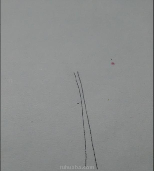 华棕树速写 棕榈树怎么画？