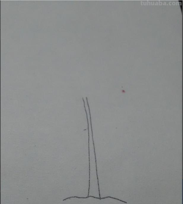 华棕树速写 棕榈树怎么画？