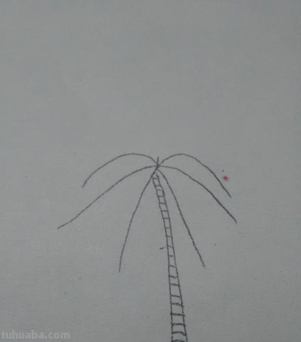 华棕树速写 棕榈树怎么画？