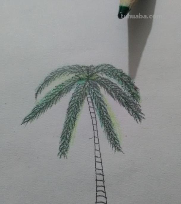 华棕树速写 棕榈树怎么画？