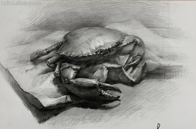 螃蟹速写画技巧 素描螃蟹教程？
