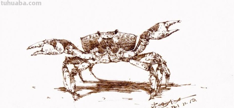 螃蟹速写画技巧 素描螃蟹教程？