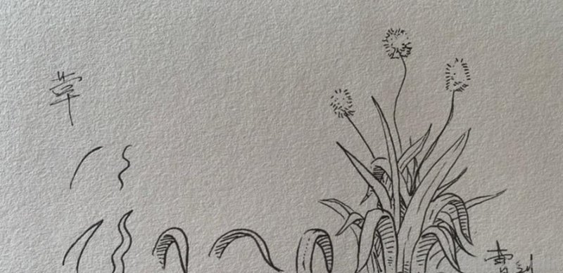 玉米草速写 草的素描？