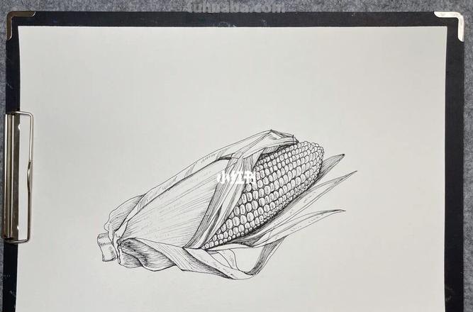 玉米草速写 草的素描？