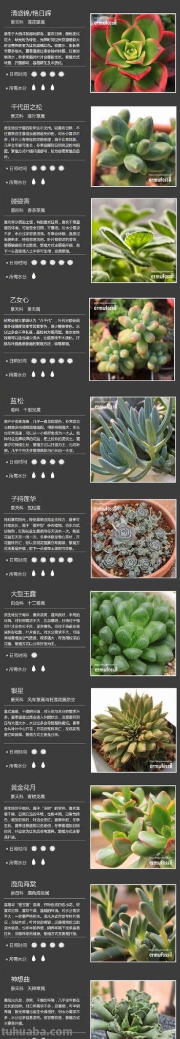 最常见的5种多肉，你看看认识几种？