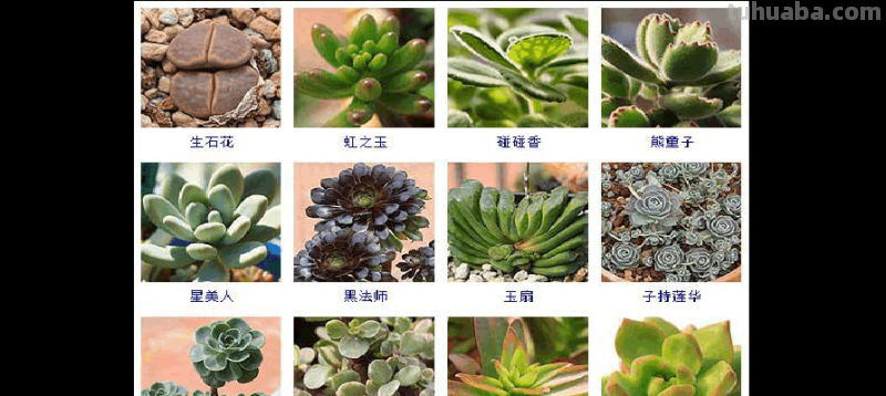 最常见的5种多肉,你看看认识几种?