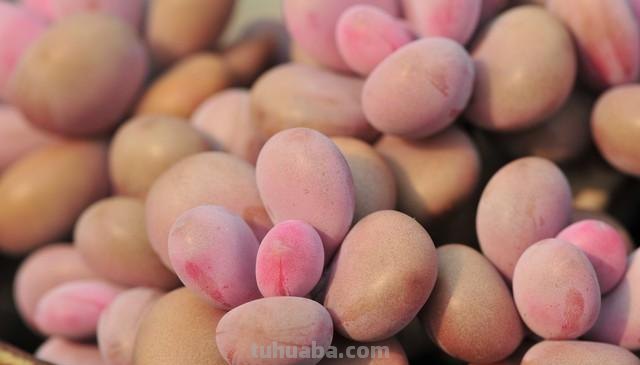 最常见的5种多肉，你看看认识几种？