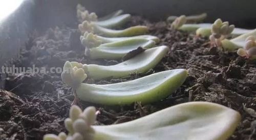 多肉叶插繁殖：一步步教你成功繁殖多肉