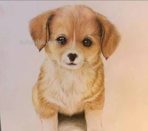 狗全身怎么画彩铅颜色 素描彩铅小狗教程？