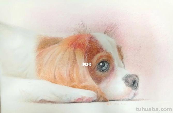 狗全身怎么画彩铅颜色 素描彩铅小狗教程？