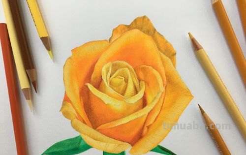 彩铅画花黄色怎么调 用彩铅怎样调黄色？