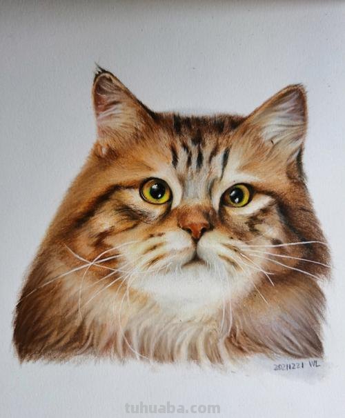 用彩铅怎么画幼猫 彩色铅笔画可爱的小猫咪的教程详细步骤？