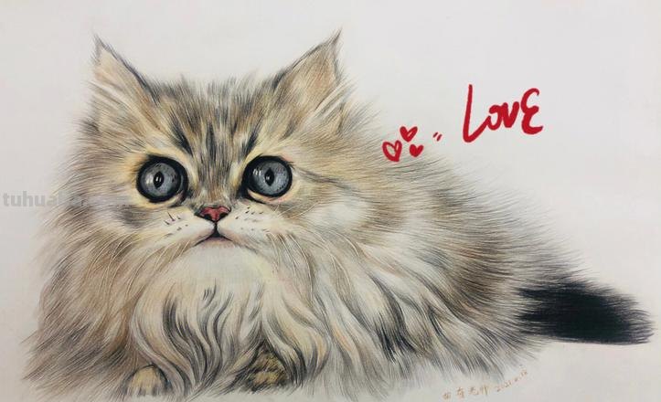 用彩铅怎么画幼猫 彩色铅笔画可爱的小猫咪的教程详细步骤？