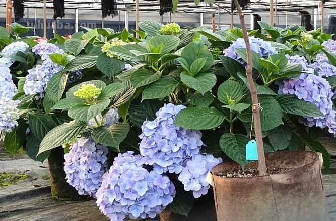 绣球花 绣球花的养殖方法和注意事项