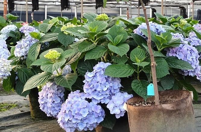 绣球花 绣球花的养殖方法和注意事项