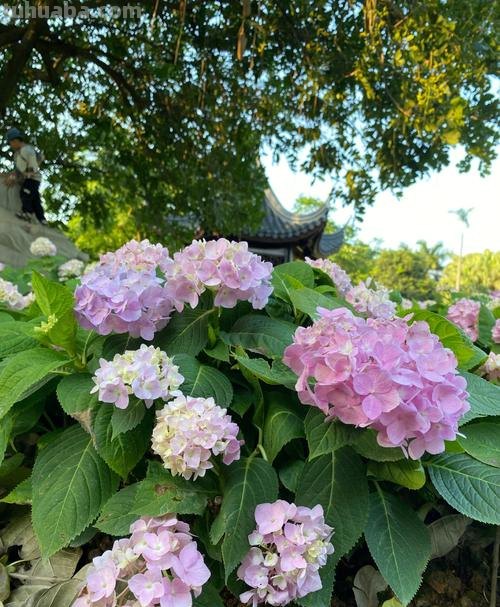绣球花 绣球花的养殖方法和注意事项
