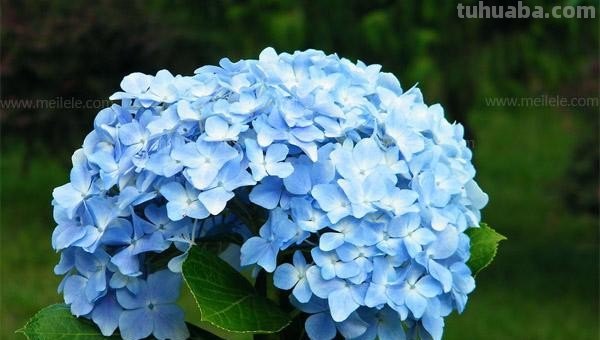 绣球花的特点