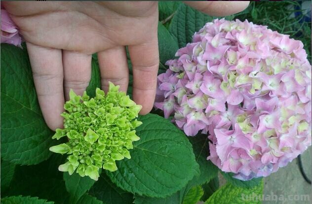 绣球花简单介绍?