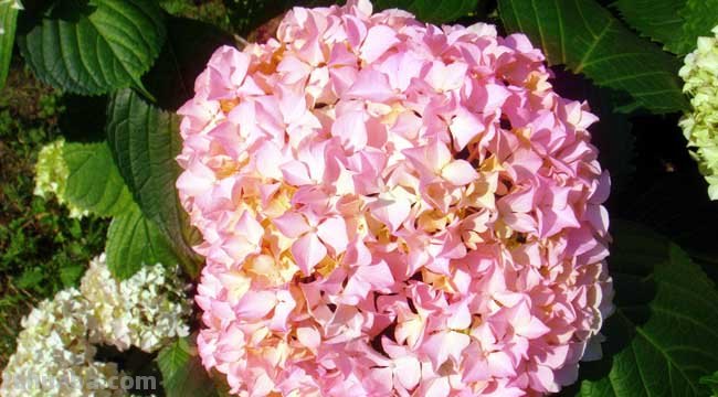 绣球花简单介绍?