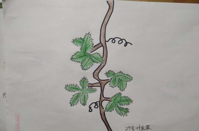 爬山虎的脚怎么画简笔画 8岁儿童学画画爬山虎的脚？