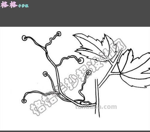 爬山虎的脚怎么画简笔画 8岁儿童学画画爬山虎的脚？