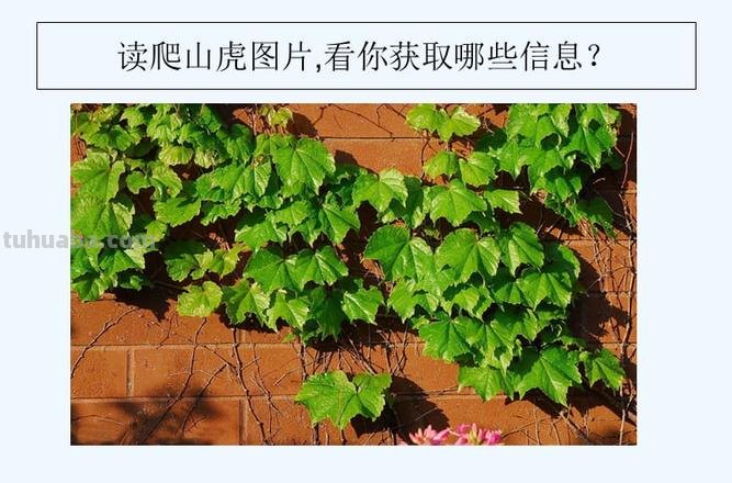 爬山虎的脚怎么画简笔画 8岁儿童学画画爬山虎的脚？