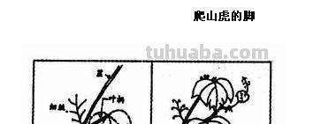 爬山虎的脚怎么画简笔画 8岁儿童学画画爬山虎的脚？
