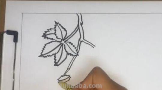 爬山虎的脚怎么画简笔画 8岁儿童学画画爬山虎的脚？