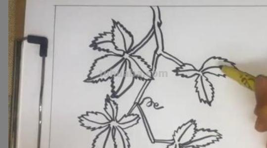 爬山虎的脚怎么画简笔画 8岁儿童学画画爬山虎的脚？
