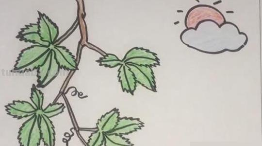 爬山虎的脚怎么画简笔画 8岁儿童学画画爬山虎的脚？