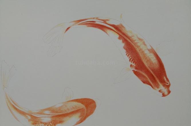 彩铅线描鲤鱼怎么画 鲤鱼怎么用彩铅涂色好看？
