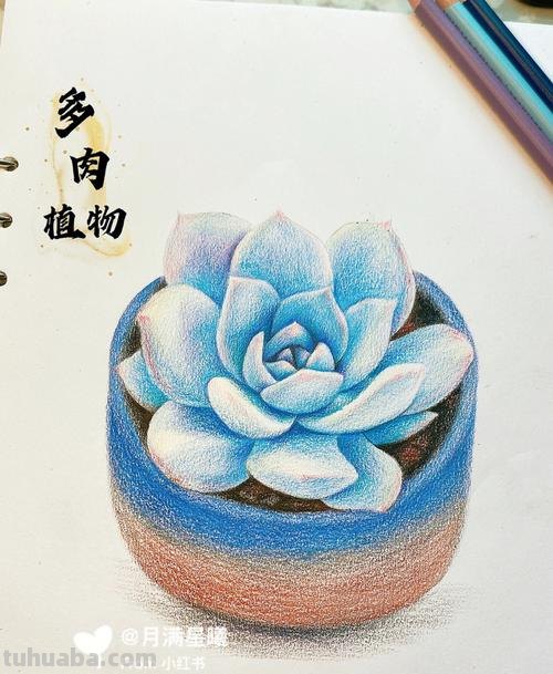 多肉彩铅怎么画视频 多肉植物的彩铅画怎么画？
