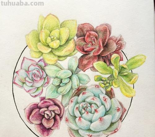 多肉彩铅怎么画视频 多肉植物的彩铅画怎么画？