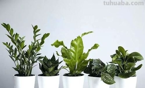 5种不容错过的室内观叶盆栽,阳光少也能养,不比观花植物差